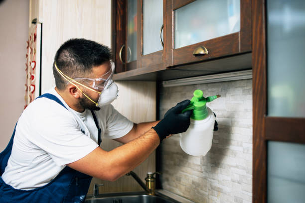 Best Spider Control Near Me  in Amboy, IL