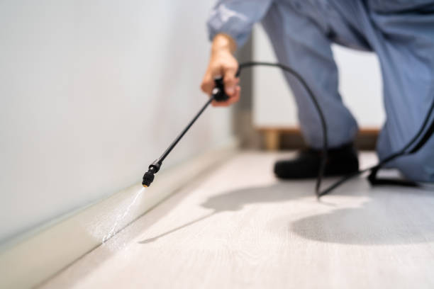 Best Flea Control Services  in Amboy, IL