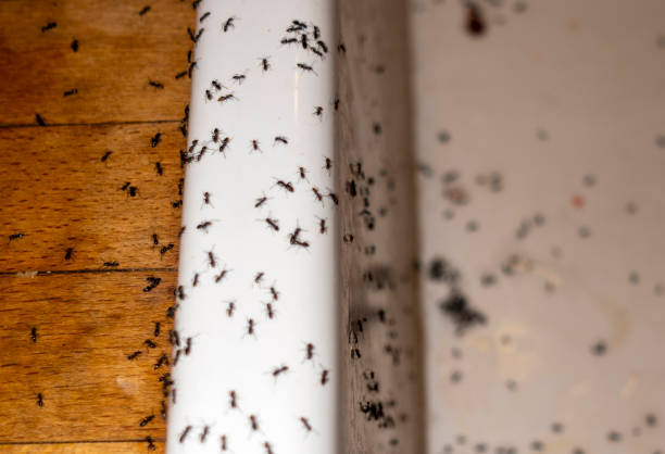 Best Pest Control for Homes  in Amboy, IL